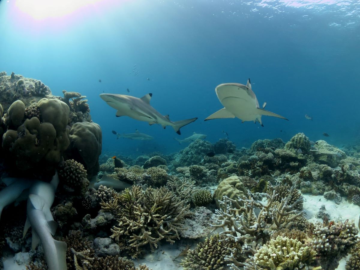 Baros Maldives